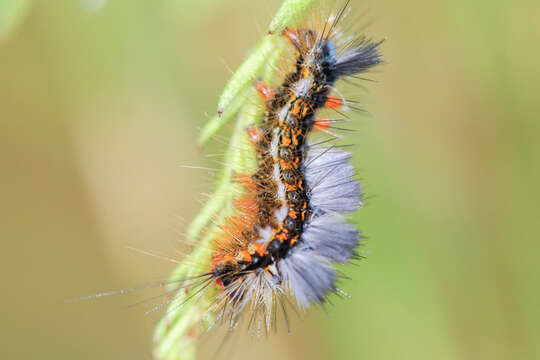 صورة Bracharoa quadripunctata Wallengren 1875