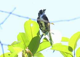 Image of White-browed Purpletuft