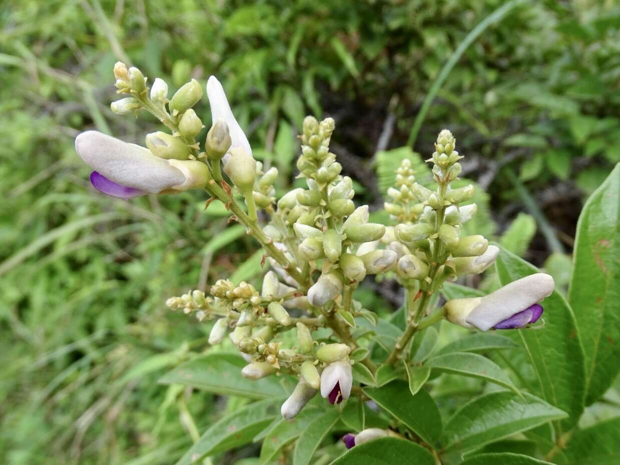 Image of Millettia nitida Benth.