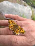 Imagem de Melitaea celadussa Fruhstorfer 1910