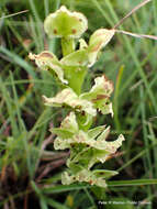 Image of Pterygodium hastatum Bolus