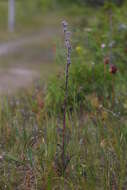 Image of Purple Rattlesnake-Root