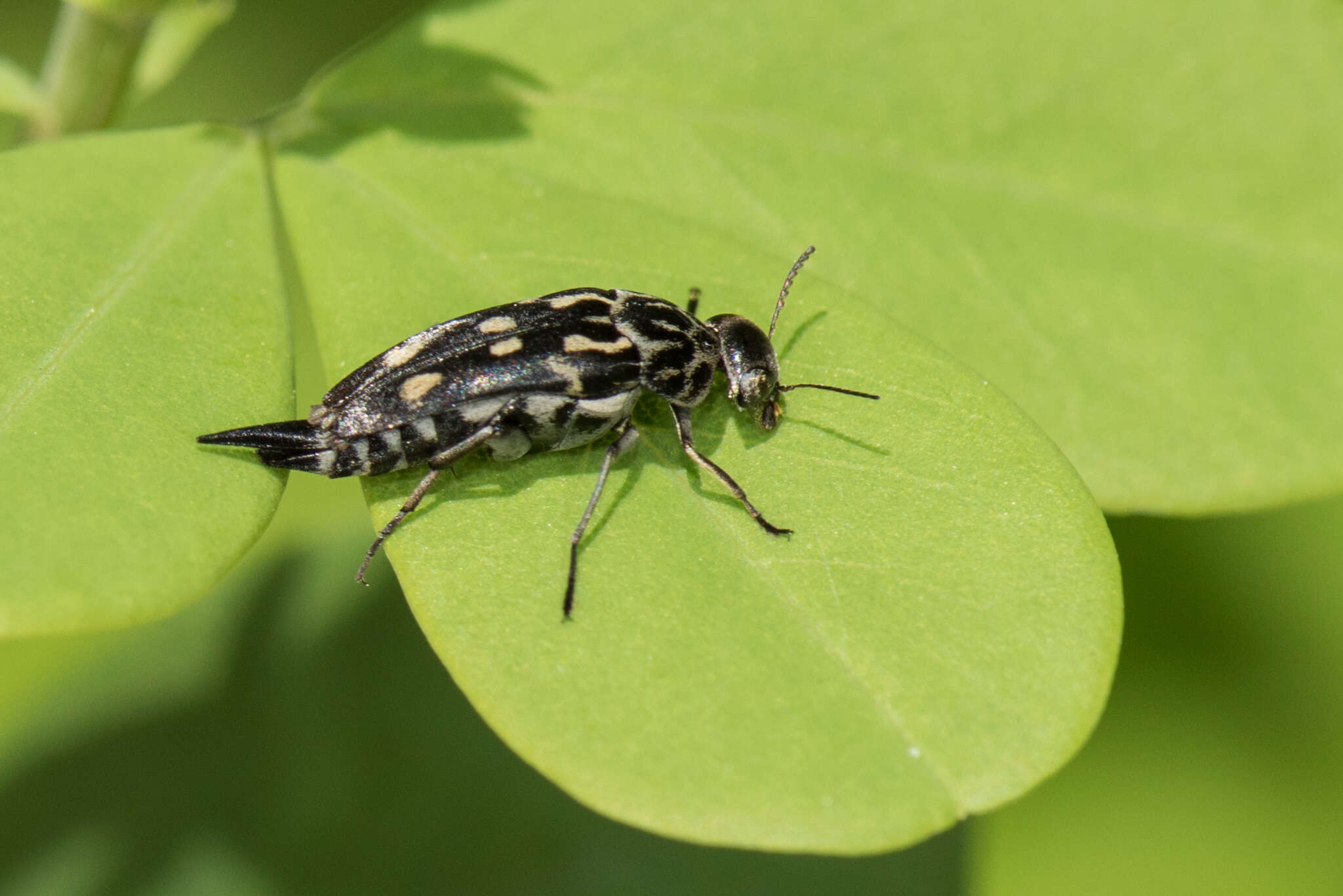 Image of Hoshihananomia octopunctata (Fabricius 1775)