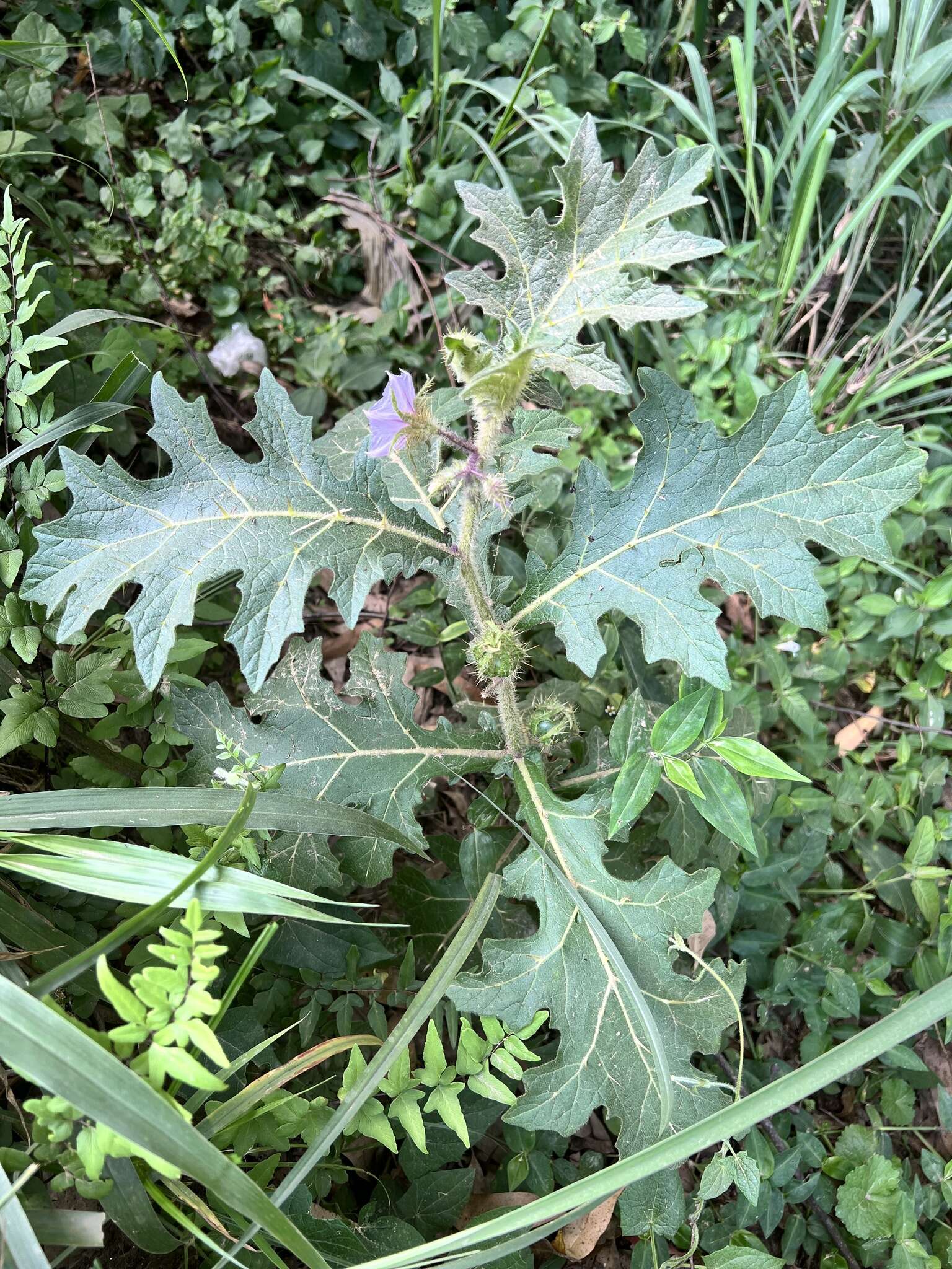 Image of Solanum dasyphyllum Schum. & Thonn.