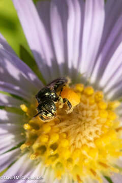 Imagem de Perdita octomaculata (Say 1824)