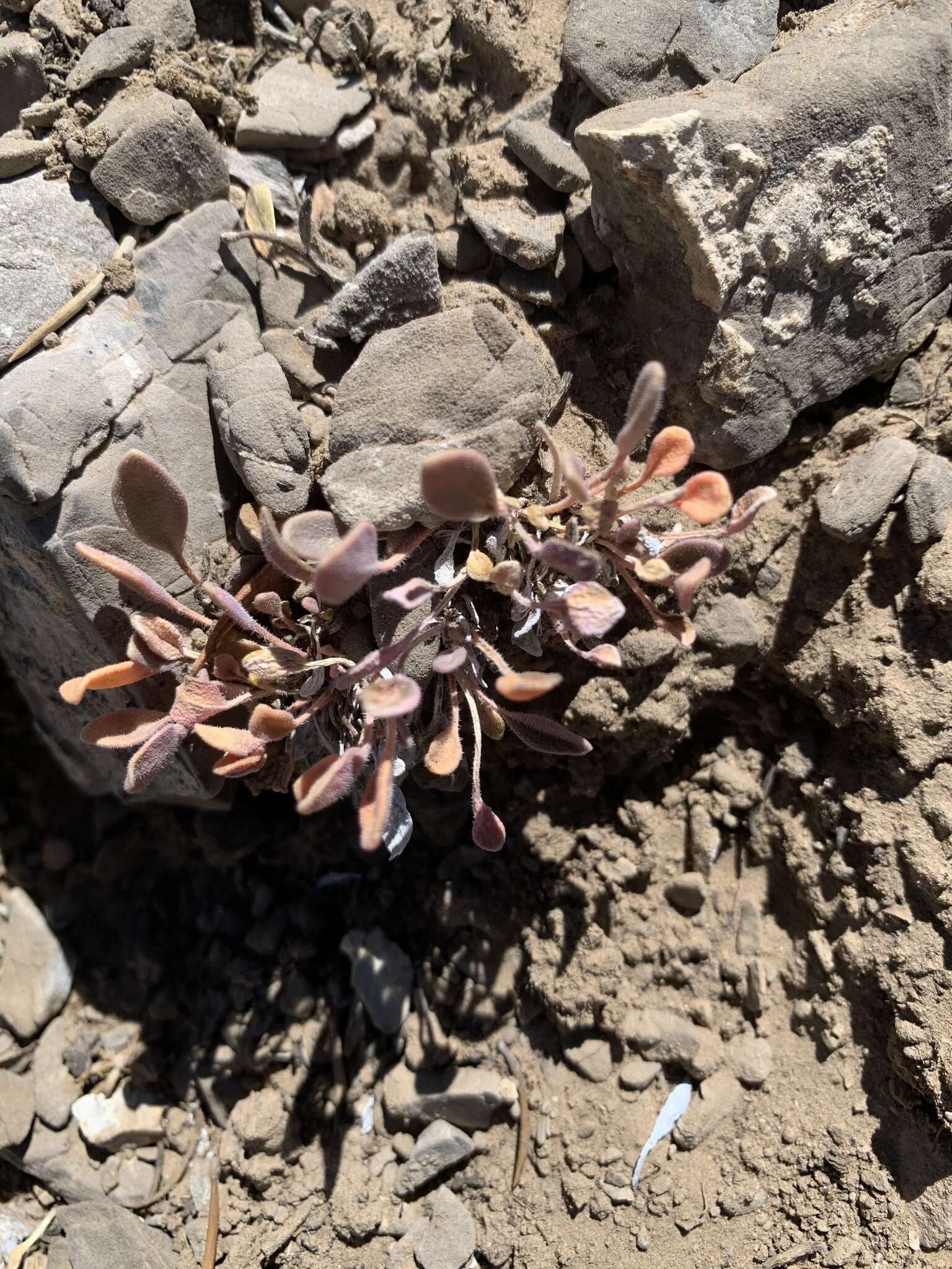 Image of Coville's dwarf sand verbena