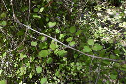 Image of Coprosma rotundifolia A. Cunn.