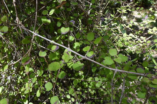 Image of Coprosma rotundifolia A. Cunn.