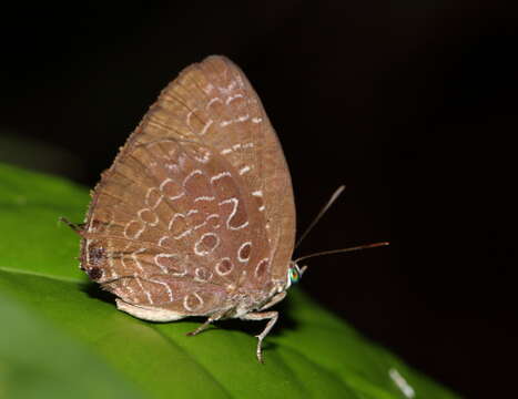 Image of Arhopala myrzala lammas Corbet 1941