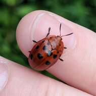 Image of Argus Tortoise Beetle