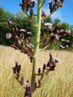 Image of tall blue lettuce