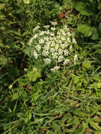 Image of Queen Anne's lace