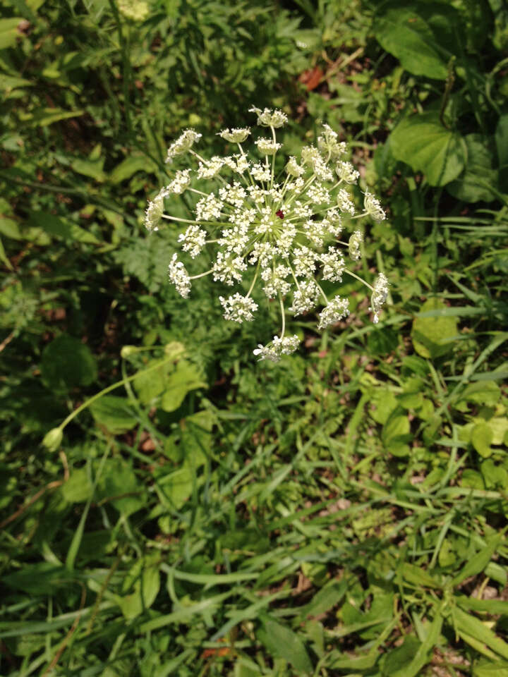 Image of Queen Anne's lace