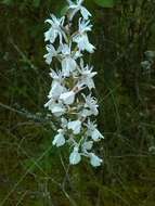 Dactylorhiza maculata subsp. elodes (Griseb.) Soó的圖片