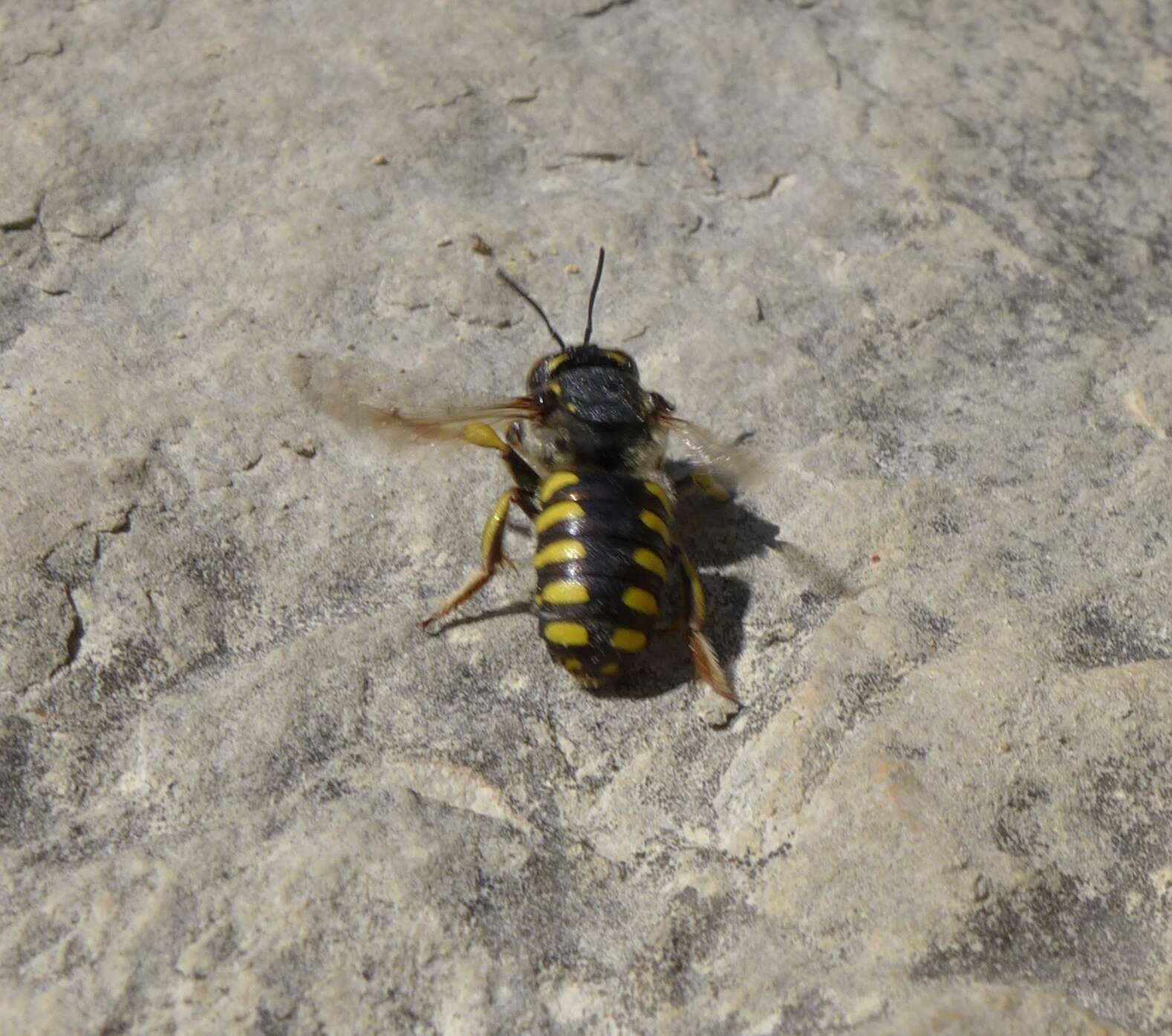 Image de Anthidium florentinum (Fabricius 1775)