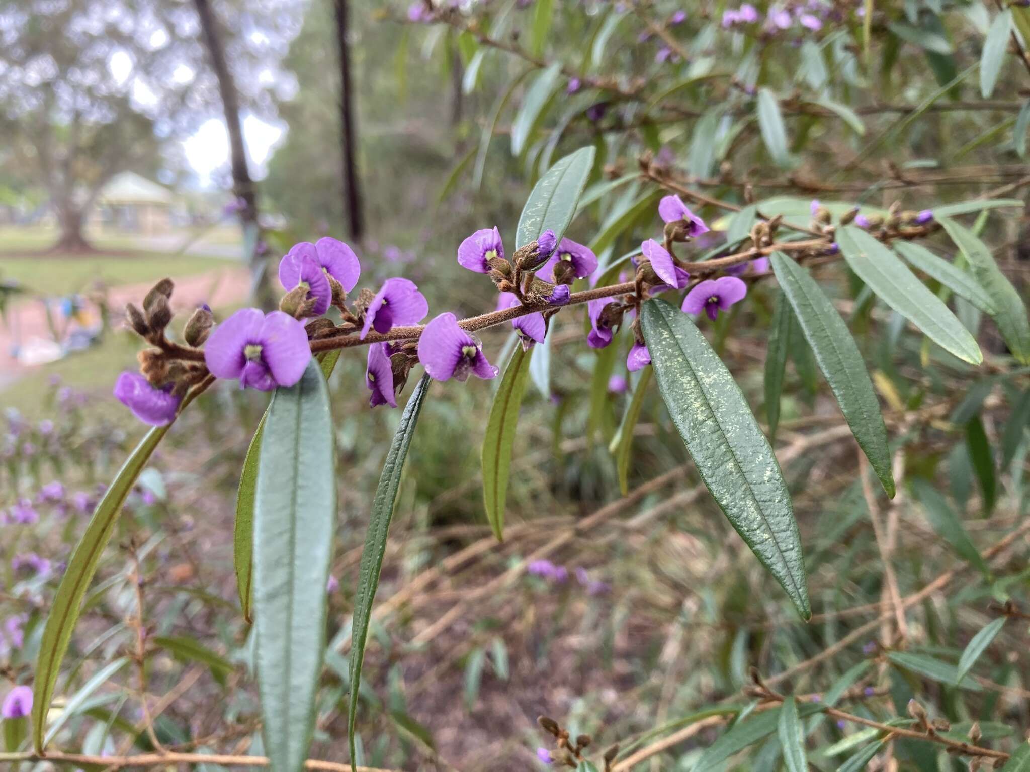 Слика од Hovea acutifolia G. Don