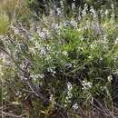 Image of Scaevola anchusifolia Benth.