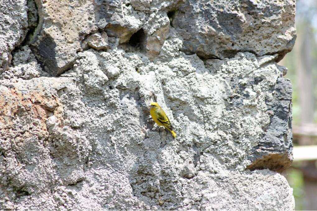 Image of Yellow-crowned Canary