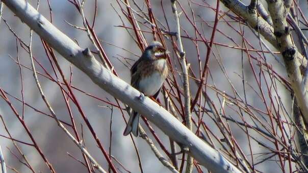 صورة Emberiza leucocephalos Gmelin & SG 1771