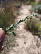 Image of Psoralea alata (Thunb.) T. M. Salter