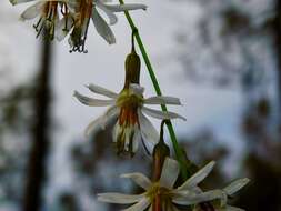 Image de Nabalus autumnalis (Walt.) Weakley