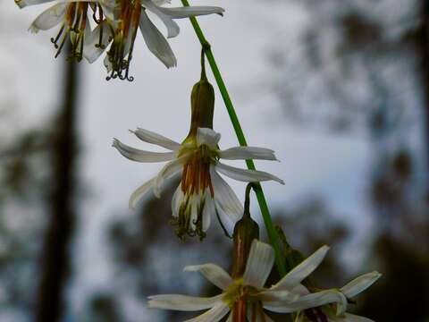 صورة Nabalus autumnalis (Walt.) Weakley