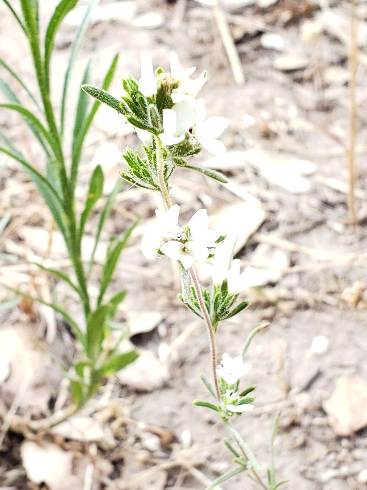 Image of soft western rosinweed