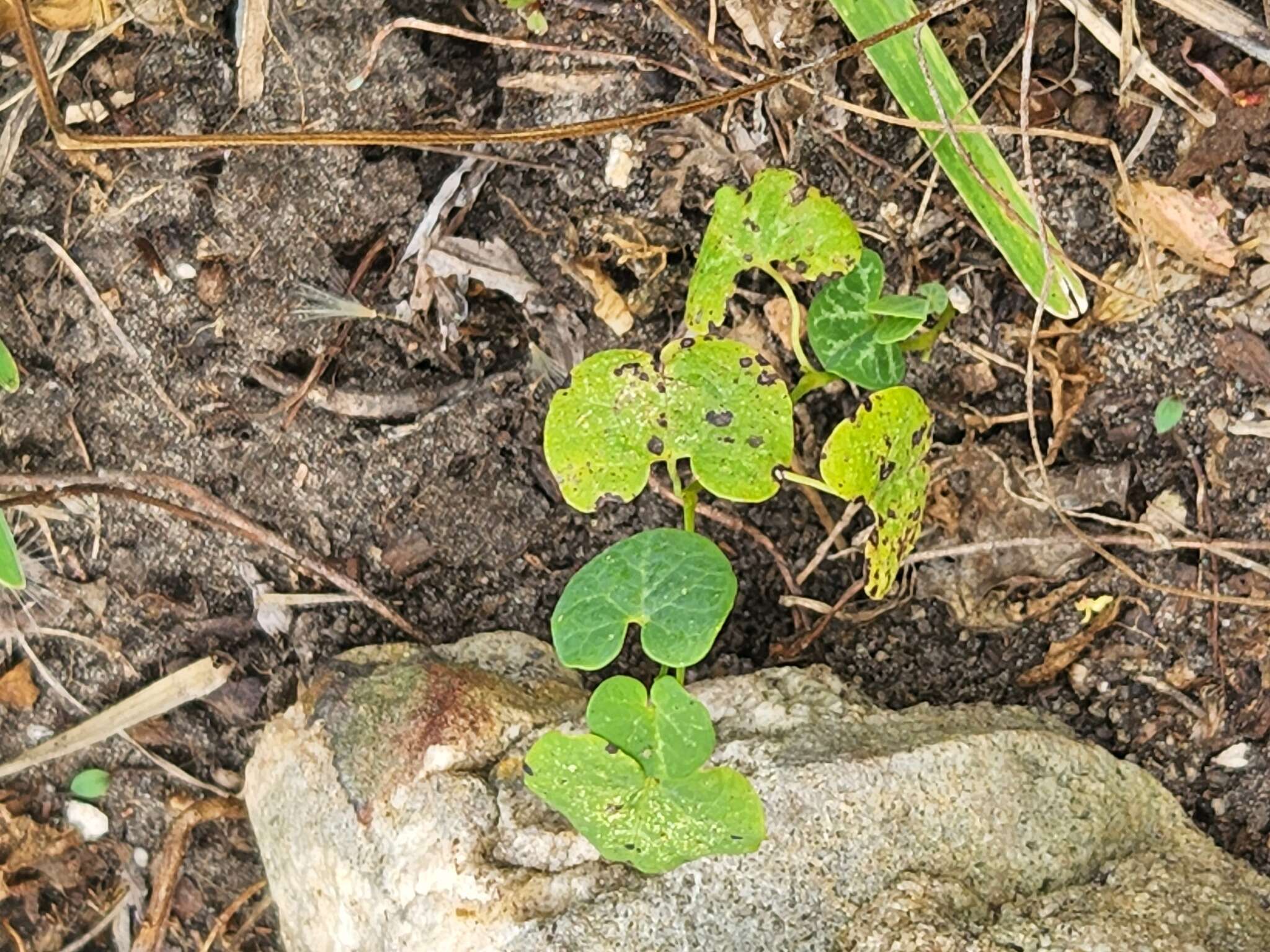 Image of Aristolochia fimbriata Cham.