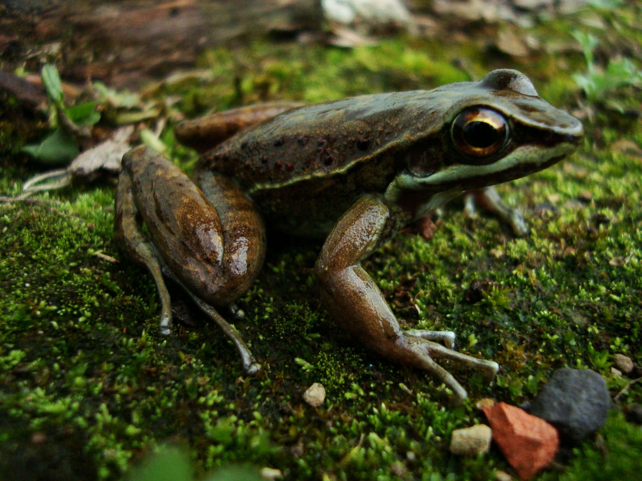 Plancia ëd Hylodes perplicatus (Miranda-Ribeiro 1926)