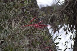 Image of Tillandsia lorentziana Griseb.