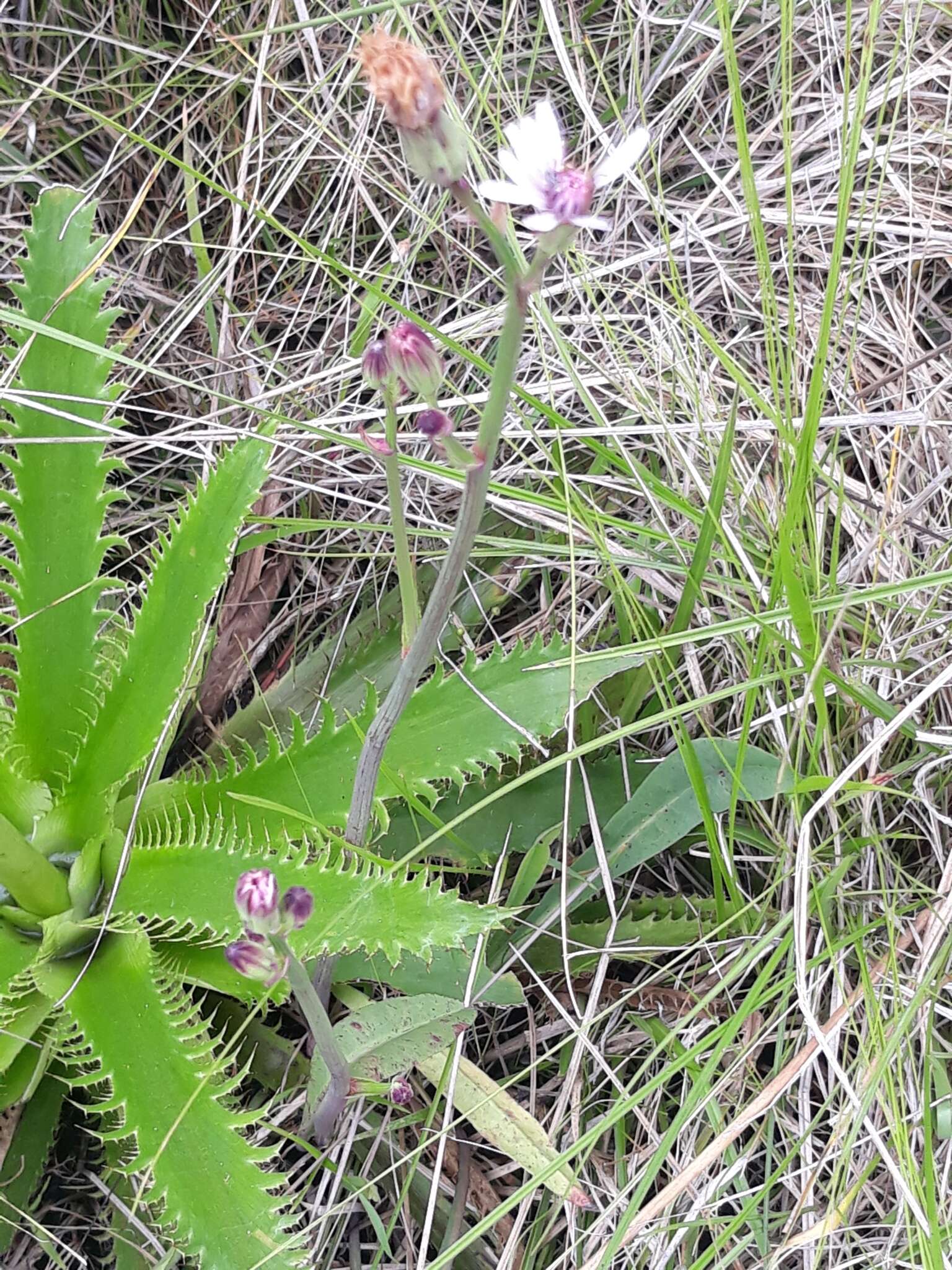 Image of Picrosia cabreriana A. G. Schulz