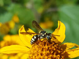 Image of Texas Nomad Bee