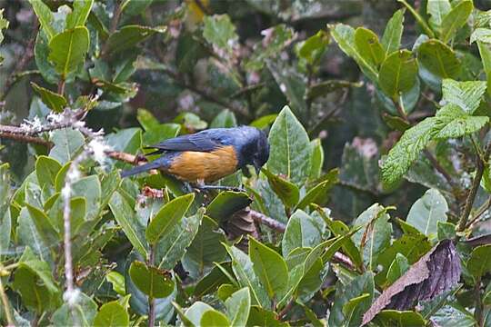 Image of Blue-backed Conebill