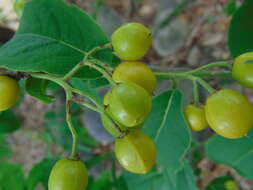 Image de Casearia nitida (L.) Jacq.