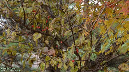 Plancia ëd Cornus officinalis Siebold & Zucc.