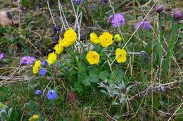 Image of Turner's buttercup