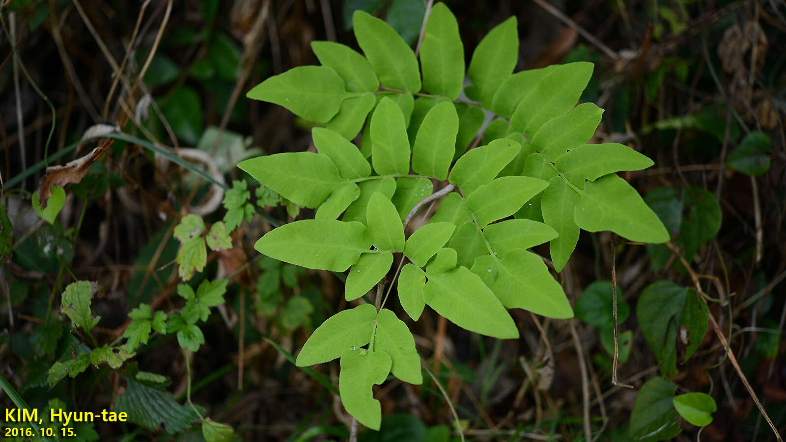 Plancia ëd Osmunda japonica Thunb.