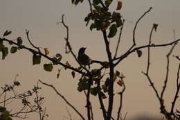 صورة Aphelocoma californica hypoleuca Ridgway 1887