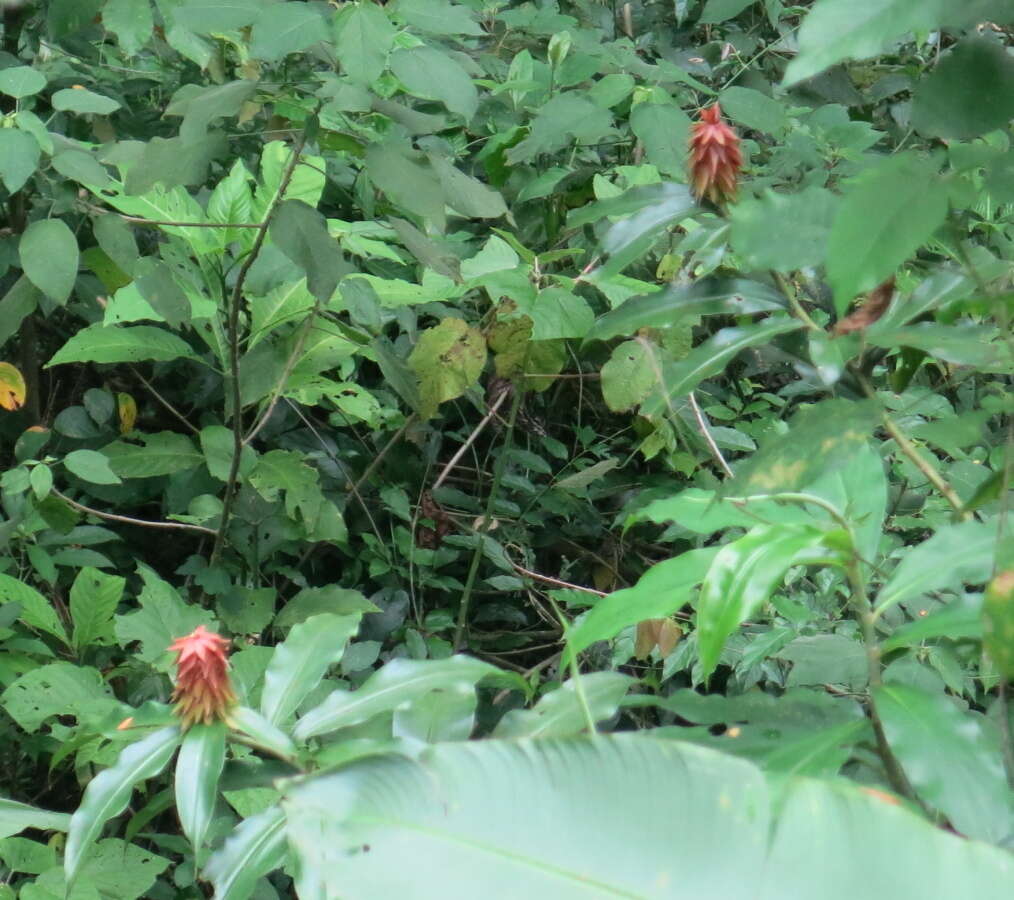 Image of Costus comosus var. bakeri (K. Schum.) Maas