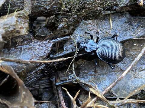 صورة Scaphinotus (Brennus) interruptus (Ménétriés 1843)