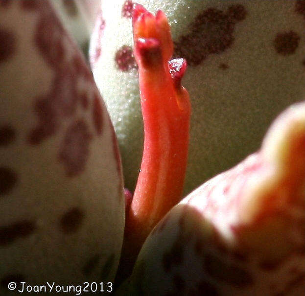 Image of Adromischus cooperi (Bak.) A. Berger