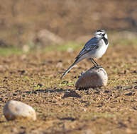 Image of Motacilla alba subpersonata Meade-Waldo 1901