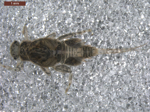 Image of <i>Tricorythodes</i>