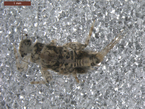 Image of <i>Tricorythodes</i>