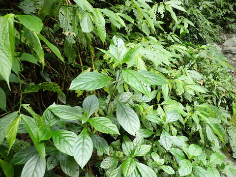 Imagem de Strobilanthes cusia (Nees) O. Kuntze