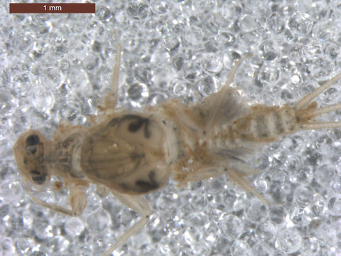 Image of <i>Tricorythodes</i>