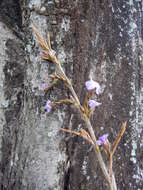 Image of Tillandsia duratii Vis.