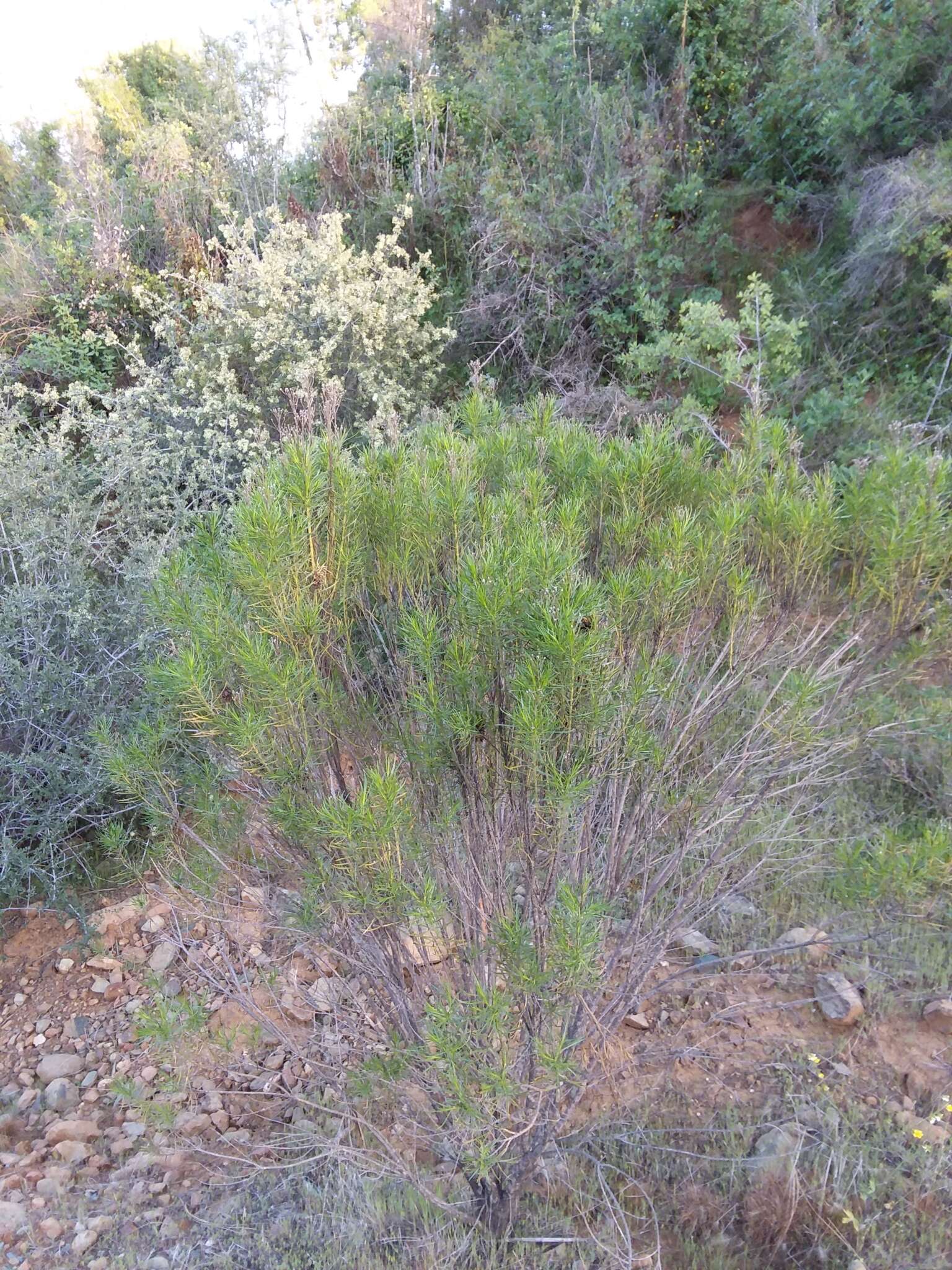 Imagem de Ericameria arborescens (A. Gray) Greene