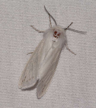 Image of Spilosoma dubia Walker 1855