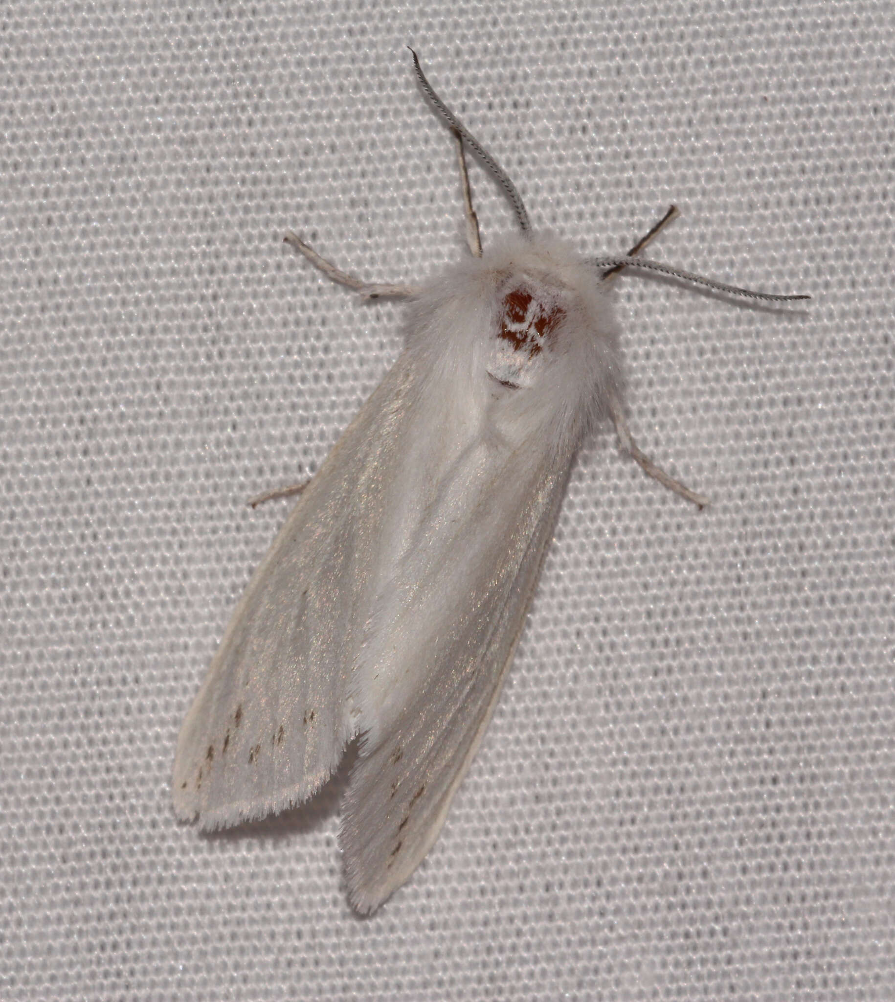 Image of Spilosoma dubia Walker 1855